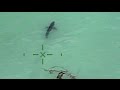 Orange County Sheriff S Helicopter Warns Paddle Boarders They Re Next To 15 Great White Sharks