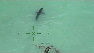Orange County Sheriff's helicopter warns paddle-boarders they're next to 15 great white sharks