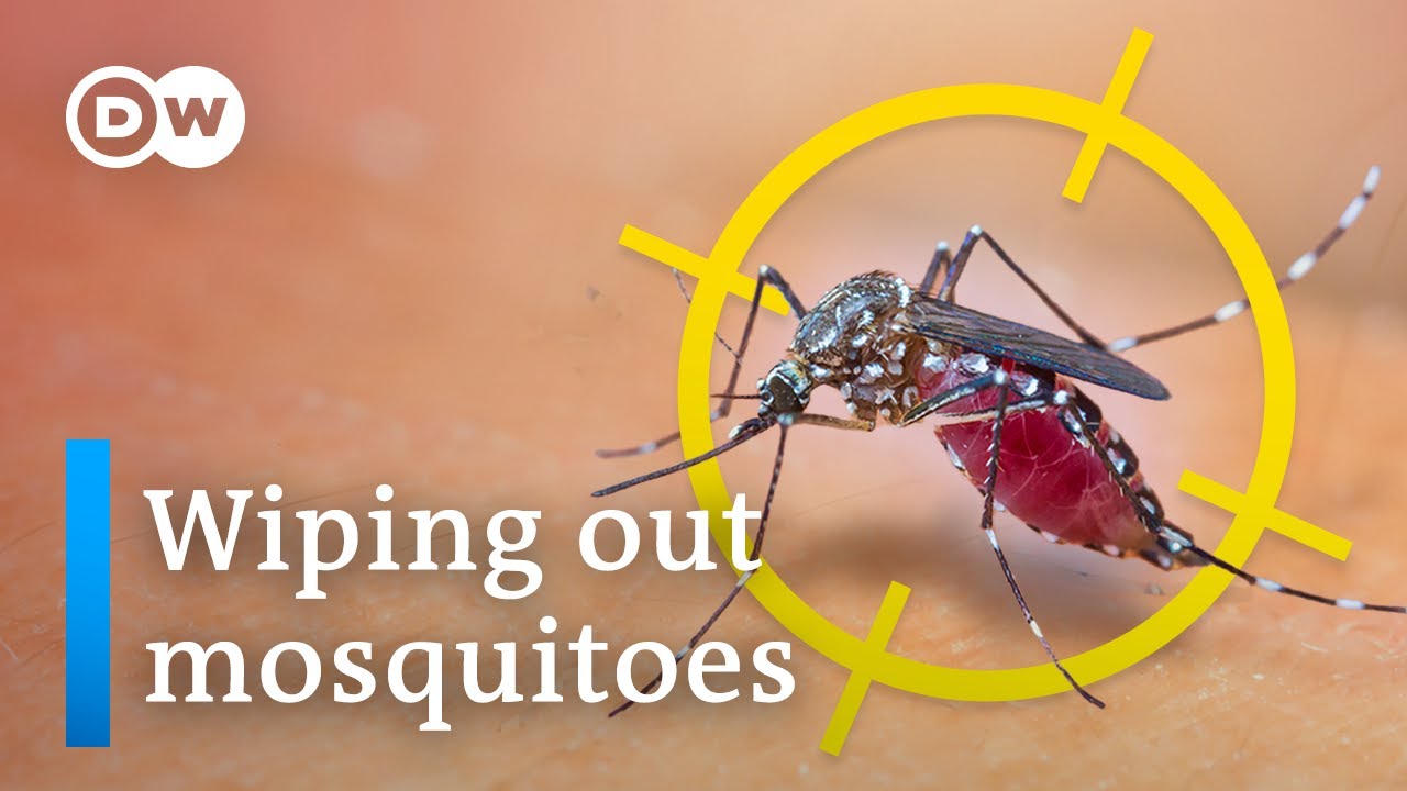 We could kill all mosquitoes (but should we?)