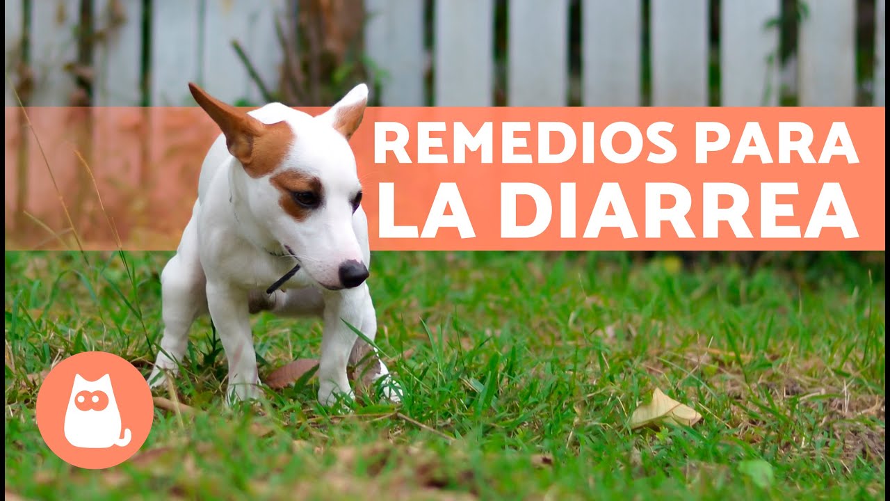 Watch 4 REMEDIOS CASEROS para la DIARREA en PERROS 🐶✅ Now 4 REMEDIOS CASEROS para la DIARREA en PERROS 🐶✅
