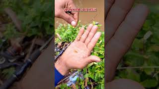 Download lagu Umpan nilem di air keruh #shorts #mancing #fishing #mancingnilem mp3 Download lagu Umpan nilem di air keruh #shorts #mancing #fishing #mancingnilem mp3