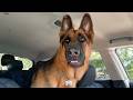 When Police Dog Realizes He S At The Vet Funny Dog Videos 2025
