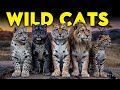 WILD Cats Of The World Meet All 40 Species
