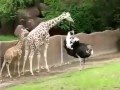 Animal Attack Giraffe VS Ostrich Amazing Fight Best Wild Animal