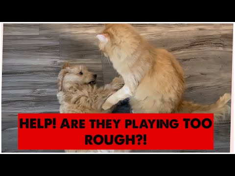PUPPY AND CAT PLAYING ROUGH, IS THIS NORMAL!? GOLDENDOODLE LUNA AND LOKI PLAYING TOGETHER