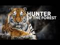 Surviving 24 Hours In The Jungle Wildlife Documentary