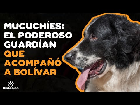 PERRO MUCUCHÍES: 9 COSAS que debes SABER
