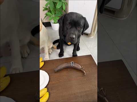 कालू का खराब बनाना 🤯 #shorts #trending #ytshorts #shortvideo