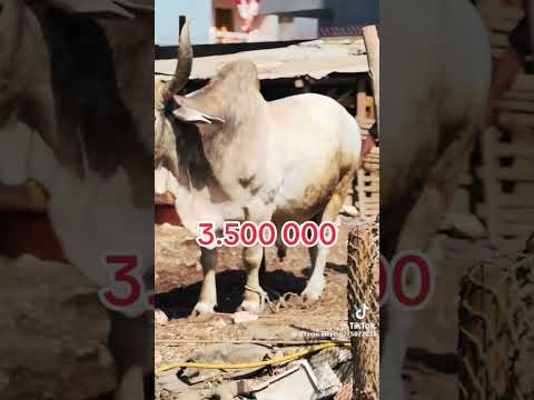 #goat #ladoum #cow #animals #bull #senegal #farm #farming #sheep #goatfarming