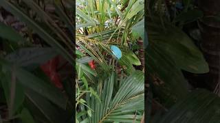 Download lagu Virall‼️Discovery of the rarest frog in the world (Papua, Indonesia) mp3 Download lagu Virall‼️Discovery of the rarest frog in the world (Papua, Indonesia) mp3
