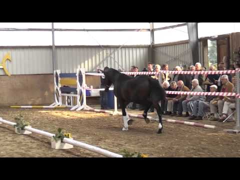 2j. Hengst v. Wilkens x Contendro