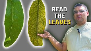 Why Are My Peach Tree Leaves Turning Yellow Read the Signs of Nutrient Deficiency