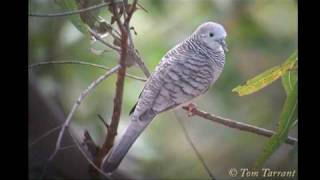 preview picture of video 'Peaceful Dove (Geopelia striata)'