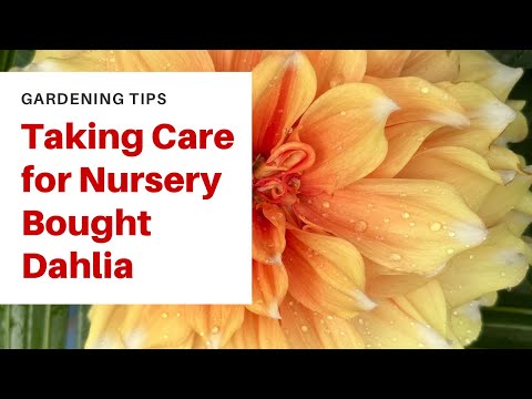 #dahlias : Essential Tips for Selecting and Caring for Nursery-Bought Dahlias Blooms #tips #newvideo