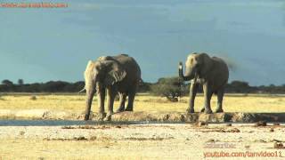 preview picture of video 'Elephants Bathing - youtube.com/tanvideo11'