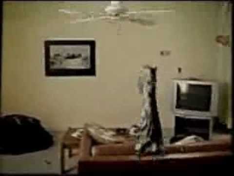 Funny Banned Commercial Cat & Ceiling Fan