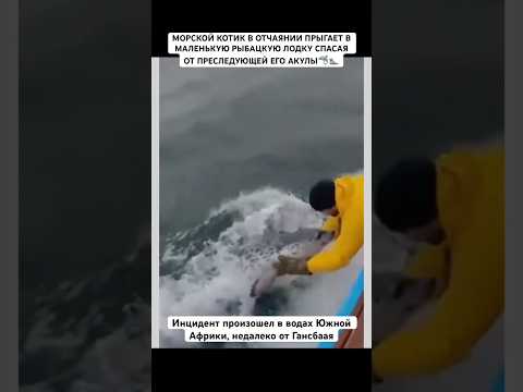 Рыбак, не задумываясь о собственной безопасности, протягивает руки и помогает 🔥❤️#рек#животное