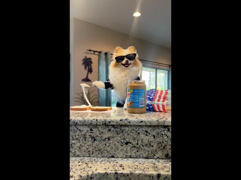 Koda Makes A Sandwich