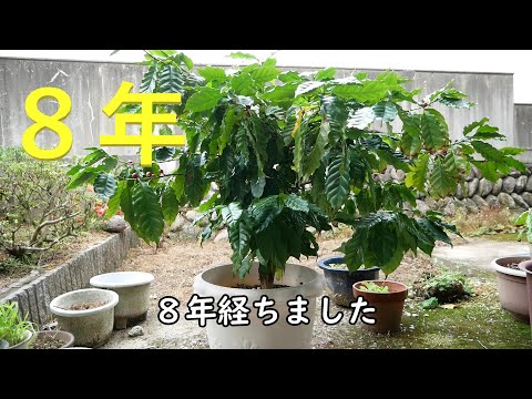 園芸 アラリア偽コーヒーの木