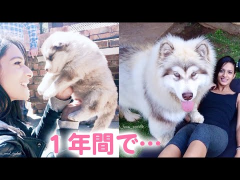 夏のアラスカン・マラミュートの世話