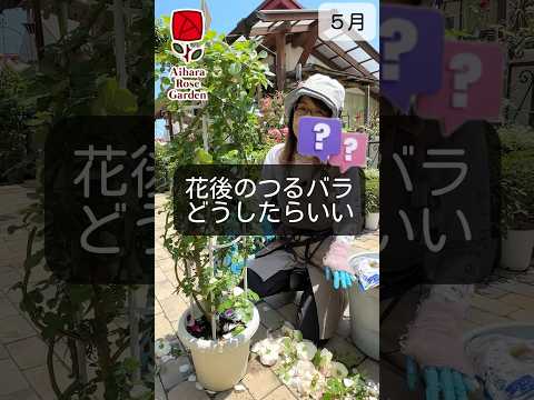 バラの茂みと一緒に何を植えるべきか、そしてバラの下に決して置いてはいけない植物はどれですか？  庭園