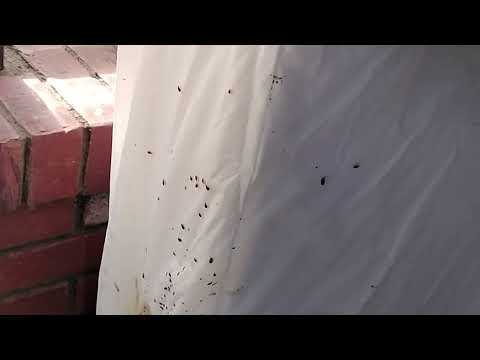 Blood & Bed Bugs in Freehold, NJ