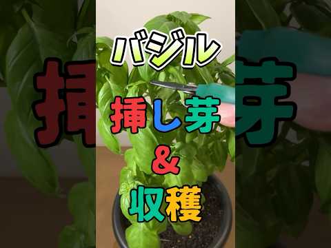 園芸 多年草バジル