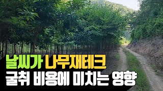 날씨가 나무재테크 굴취 비용에 미치는 영향 | 나무대장