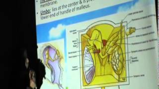34) Dr. Abeer 8-12-2014 [ Joints of Neck - Ear ]