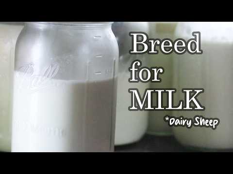 6 Steps to Increasing Milk Production 🥛🐑🧀 Dairy Sheep Raising