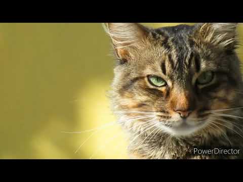 /cute cats 🐈 /honest cats/