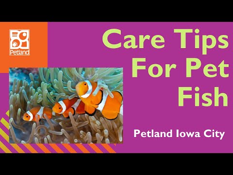 How To Take Care of Pet Fish