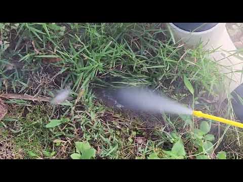 Handling an In-Ground Yellow Jacket Nest in...