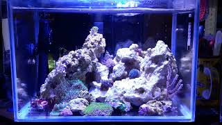 12 Liter / 2.5g Pico Reef Tank
