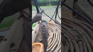 Download lagu PIKAT TEKUKUR NGAMUK Efek Musim Hujan #tekukurnusantara #balam #tekukur #derkukur #shorts #reels mp3 Download lagu PIKAT TEKUKUR NGAMUK Efek Musim Hujan #tekukurnusantara #balam #tekukur #derkukur #shorts #reels mp3