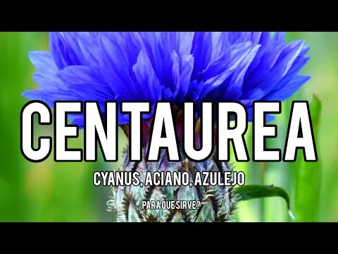 , title : 'Plantas que curan: EL ACIANO  (Centaurea cyanus): Propiedades Medicinales de una Flor Emblemática'