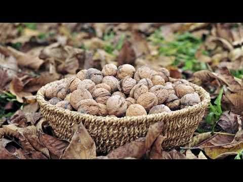 Lërini 8 orë në ujë arrat para se t’i konsumoni dhe do të befasoheni me ...