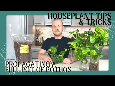 How To Propagate A Full Pot Of Pothos From One Vine | Houseplant Tips & Tricks Ep. 7