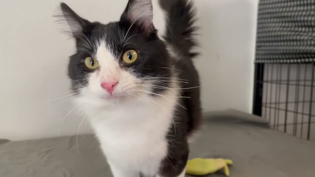 Chandler, an adopted Domestic Medium Hair in Midway City, CA video 5/5