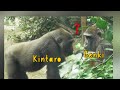 Child Gorilla Kintaro Is Worried About His Mother Who Seems To Be Acting Differently Than Usual