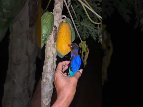 Burung ini paruhnya masuk buah #nature #shortsviral #fruit