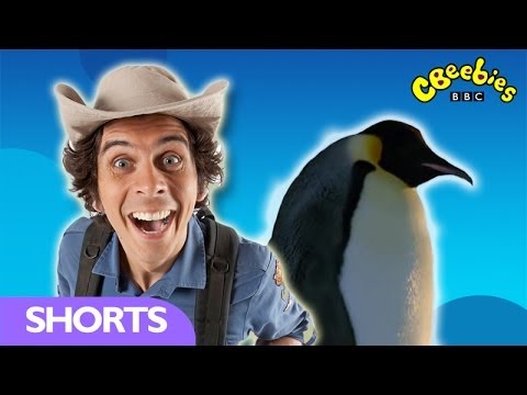 CBeebies: Andy's Wild Adventures - Emperor Penguins