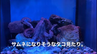 【ゆっくりVlog】ポケカのために愛知旅行にいきました。