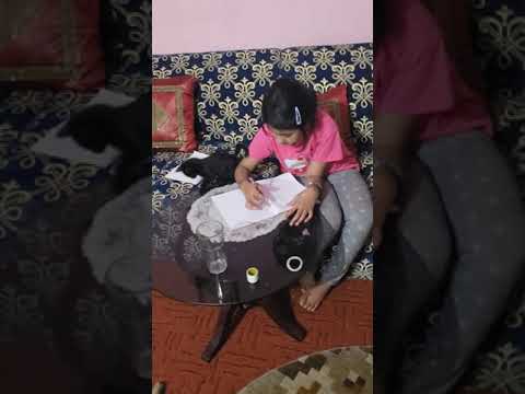 Naughty cute cat disturbs girl doing homework