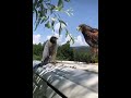 A great fight between a hawk and a Falcon