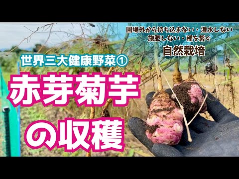 クローブをネズミに対してどうやって使うのか？最も効果的な祖母のレシピ  庭園