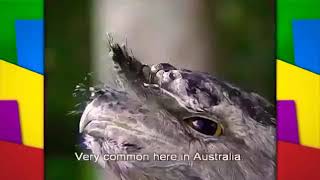 The Wiggles Do the Owl (2002) Ft. Steve &amp; Terri Irwin