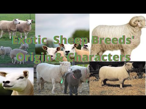 , title : 'Meat/Mutton #Exotic Sheep Breeds #Origin & Characters #veterinary@Dr. Abid Sargani #domestic spp'