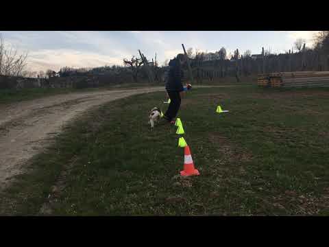 Jolly principianti trofeo RallyO marzo 2021