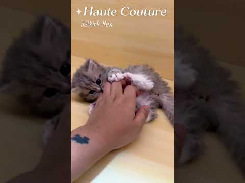 selkirk Rex  #cat #catterycat #pets #kucing #cute #sabah #selkirkrex #hautecouturecattery #bestcat